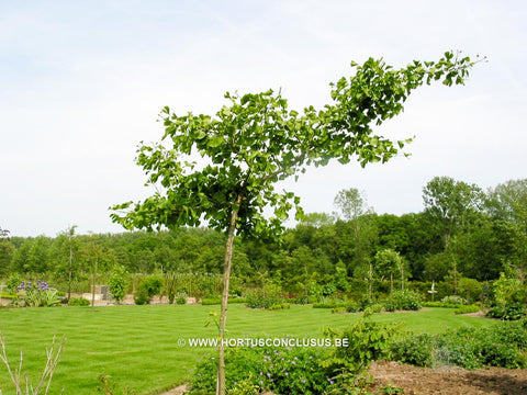 Ginkgo biloba 'Pendula'