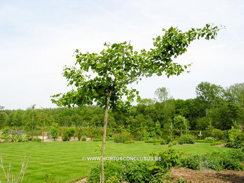 Ginkgo biloba 'Pendula'