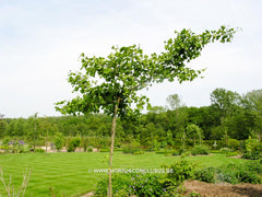 Ginkgo biloba 'Pendula' - Konifeer - Hortus Conclusus  - 1