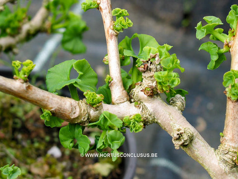 Ginkgo biloba 'Troll'