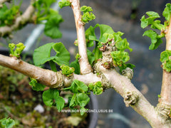 Ginkgo biloba 'Troll' - Konifeer - Hortus Conclusus  - 1