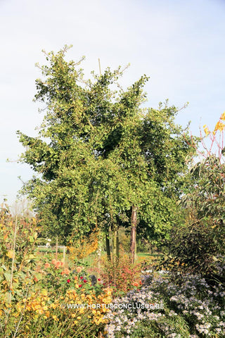 Ginkgo biloba 'Umbrella'