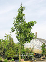 Ginkgo biloba 'Umbrella' - Konifeer - Hortus Conclusus  - 2