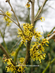 Hamamelis japonica 'Zuccariniana' - Heester - Hortus Conclusus  - 1