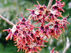 Hamamelis 'Lansing' - Heester - Hortus Conclusus  - 1