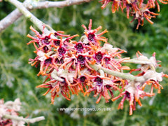 Hamamelis 'Lansing' - Heester - Hortus Conclusus  - 2