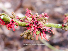 Hamamelis x intermedia 'Antoine Kort' - Heester - Hortus Conclusus  - 1