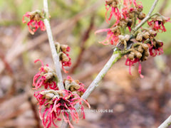 Hamamelis x intermedia 'Antoine Kort' - Heester - Hortus Conclusus  - 2