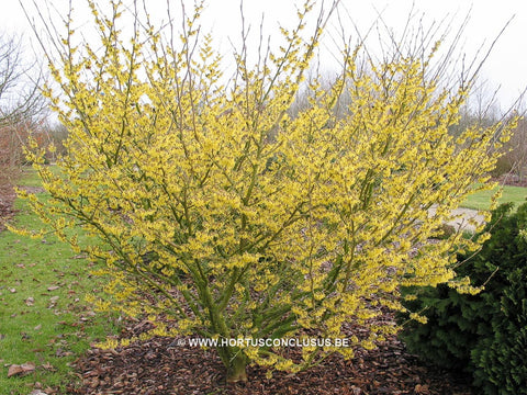 Hamamelis x intermedia 'Arnold Promise'