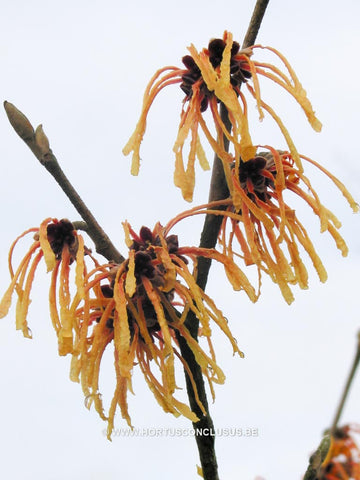 Hamamelis x intermedia 'Aurora'