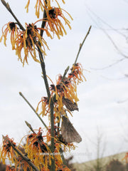 Hamamelis x intermedia 'Aurora' - Heester - Hortus Conclusus  - 2