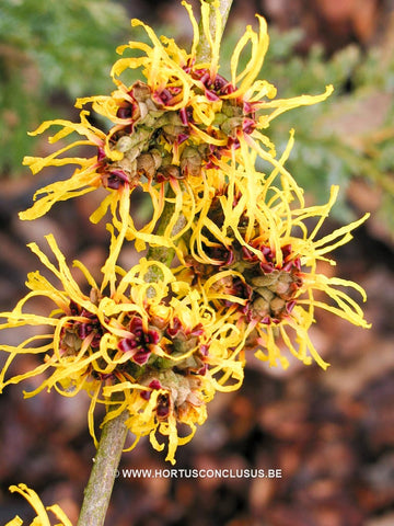 Hamamelis x intermedia 'Barmstedt Gold'