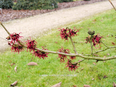 Hamamelis x intermedia 'Birgit'