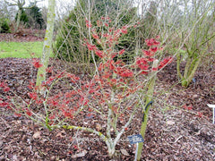 Hamamelis x intermedia 'Feuerzauber' - Heester - Hortus Conclusus  - 1