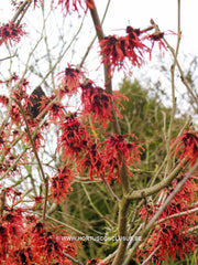 Hamamelis x intermedia 'Feuerzauber' - Heester - Hortus Conclusus  - 2