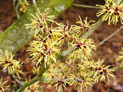 Hamamelis x intermedia 'Gimborn's Perfume'