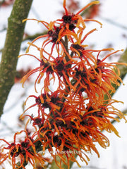 Hamamelis x intermedia 'Jelena' - Heester - Hortus Conclusus  - 1