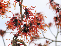 Hamamelis x intermedia 'Jelena' - Heester - Hortus Conclusus  - 2