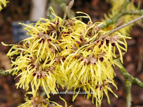 Hamamelis x intermedia 'Pallida'