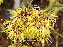 Hamamelis x intermedia 'Pallida' - Heester - Hortus Conclusus  - 1