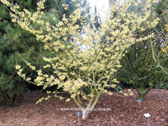 Hamamelis x intermedia 'Pallida' - Heester - Hortus Conclusus  - 2