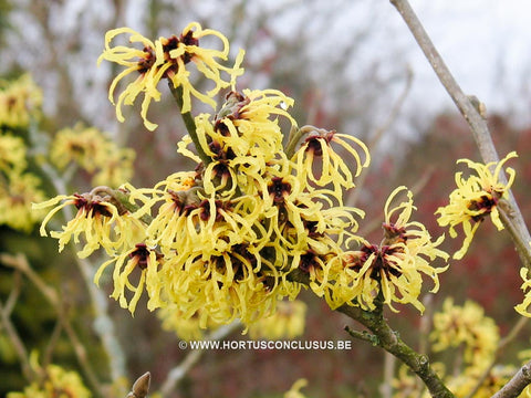 Hamamelis x intermedia 'Primavera'