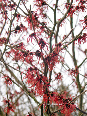 Hamamelis x intermedia 'Ruby Glow'