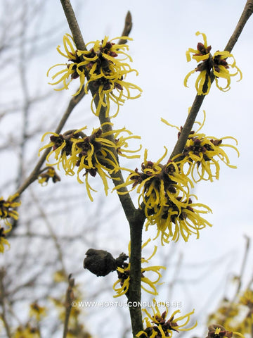 Hamamelis x intermedia 'Westerstede'