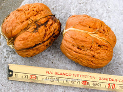 Juglans regia 'Axel' - Fruitboom - Hortus Conclusus  - 2