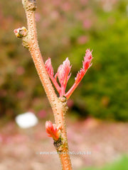 Koelreuteria paniculata 'Coral Sun' - Heester - Hortus Conclusus  - 1