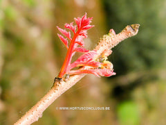 Koelreuteria paniculata 'Coral Sun' - Heester - Hortus Conclusus  - 2