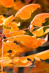 Koelreuteria paniculata 'Coral Sun' - Heester - Hortus Conclusus  - 3