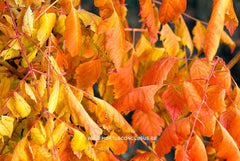 Koelreuteria paniculata 'Coral Sun' - Heester - Hortus Conclusus  - 4