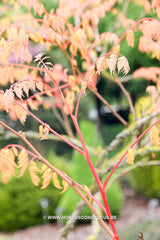 Koelreuteria paniculata 'Coral Sun' - Heester - Hortus Conclusus  - 5