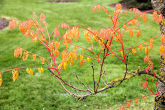 Koelreuteria paniculata 'Coral Sun' - Heester - Hortus Conclusus  - 6