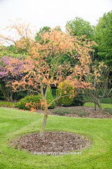 Koelreuteria paniculata 'Coral Sun' - Heester - Hortus Conclusus  - 7