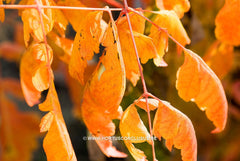 Koelreuteria paniculata 'Coral Sun' - Heester - Hortus Conclusus  - 9