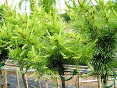 Larix decidua 'Corley' - Konifeer - Hortus Conclusus  - 2