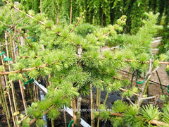 Larix decidua 'Karsten' - Konifeer - Hortus Conclusus  - 1