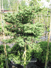 Larix decidua 'Karsten' - Konifeer - Hortus Conclusus  - 2