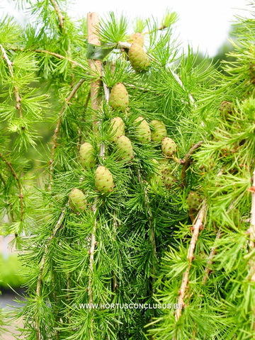 Larix decidua 'Puli'