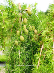 Larix decidua 'Puli' - Konifeer - Hortus Conclusus  - 1