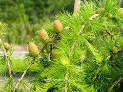 Larix decidua 'Puli' - Konifeer - Hortus Conclusus  - 4