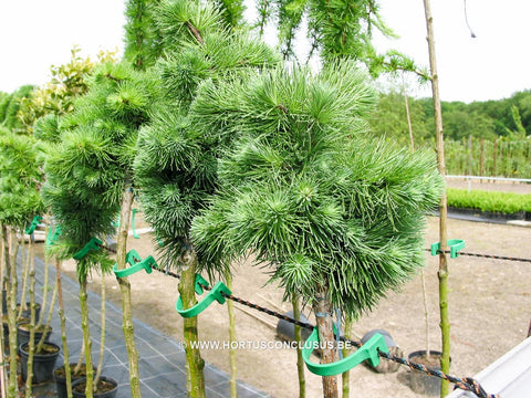 Larix kaempferi 'Blue Dwarf'