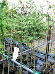 Larix kaempferi 'Blue Dwarf' - Konifeer - Hortus Conclusus  - 2