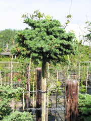 Larix kaempferi 'Blue Dwarf' - Konifeer - Hortus Conclusus  - 3