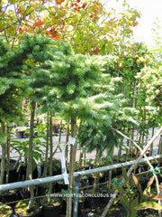 Larix kaempferi 'Blue Dwarf' - Konifeer - Hortus Conclusus  - 5