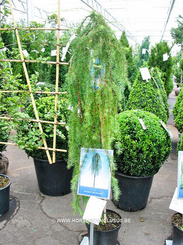 Larix kaempferi 'Stiff Weeping'