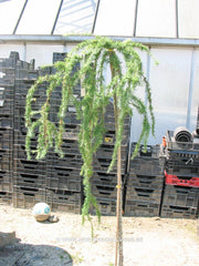 Larix kaempferi 'Stiff Weeping' - Konifeer - Hortus Conclusus  - 2