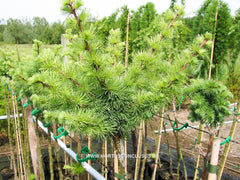 Larix kaempferi 'Susterseel' - Konifeer - Hortus Conclusus  - 1